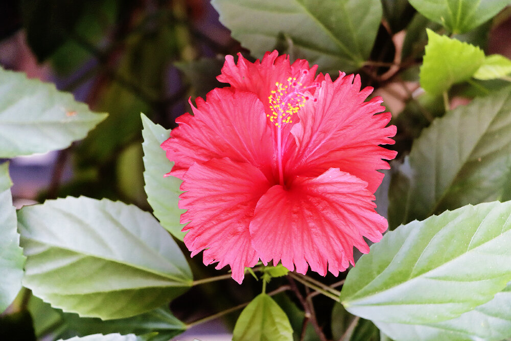 Гибискус - Галина Ильясова Гибискус - Галина Ильясова