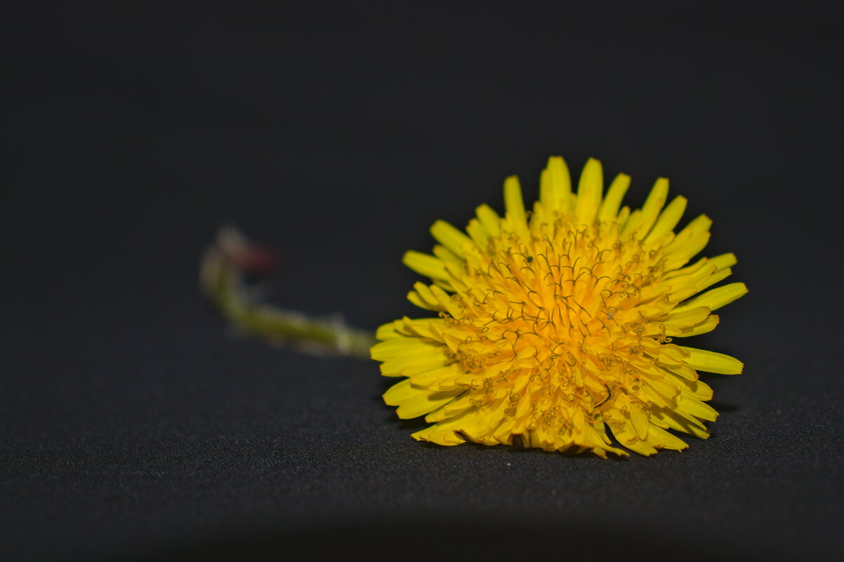 Одуванчик полевой - Giant Tao /