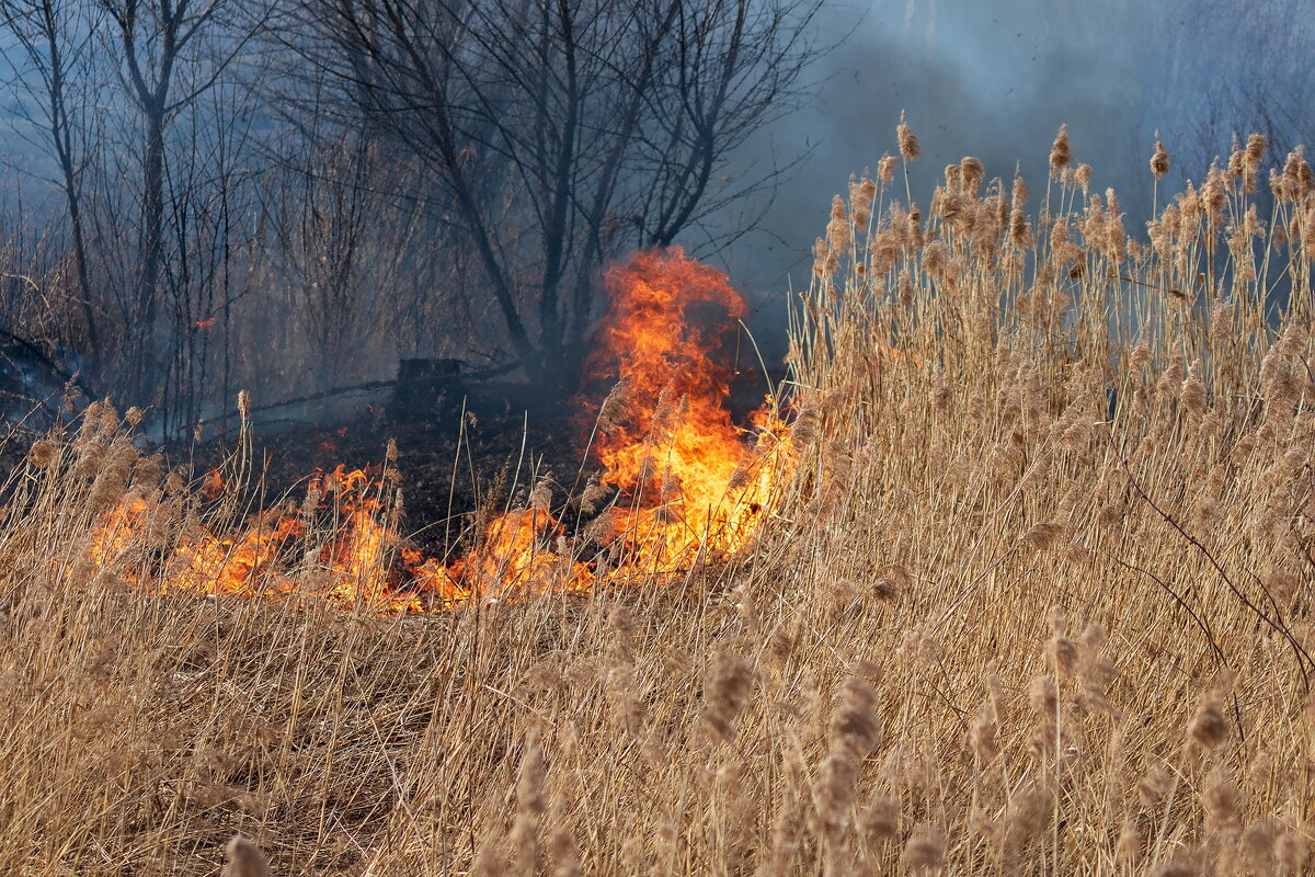 Весенний пал. - Анатолий. Chesnavik. Весенний пал. - Анатолий. Chesnavik.