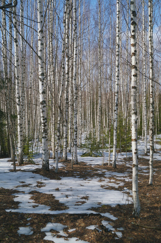 Весна - Сергей Ц