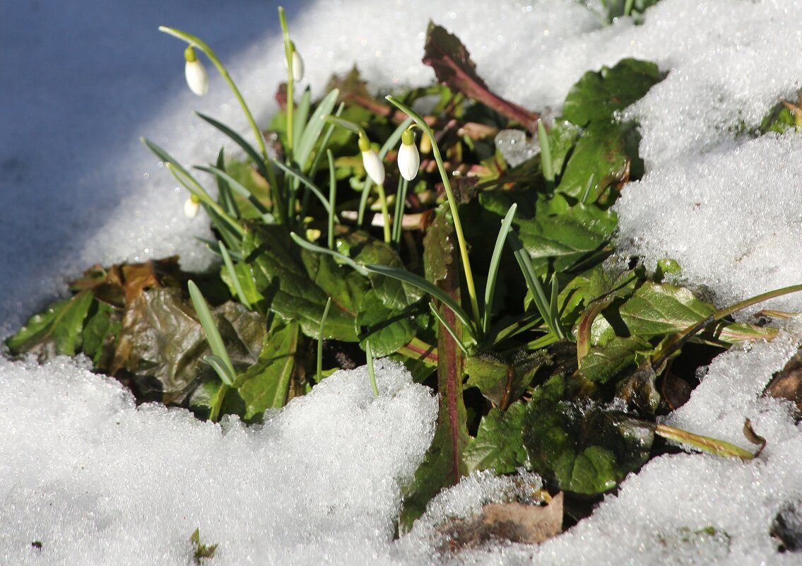 Март. Зеленый островок - Наталья Герасимова