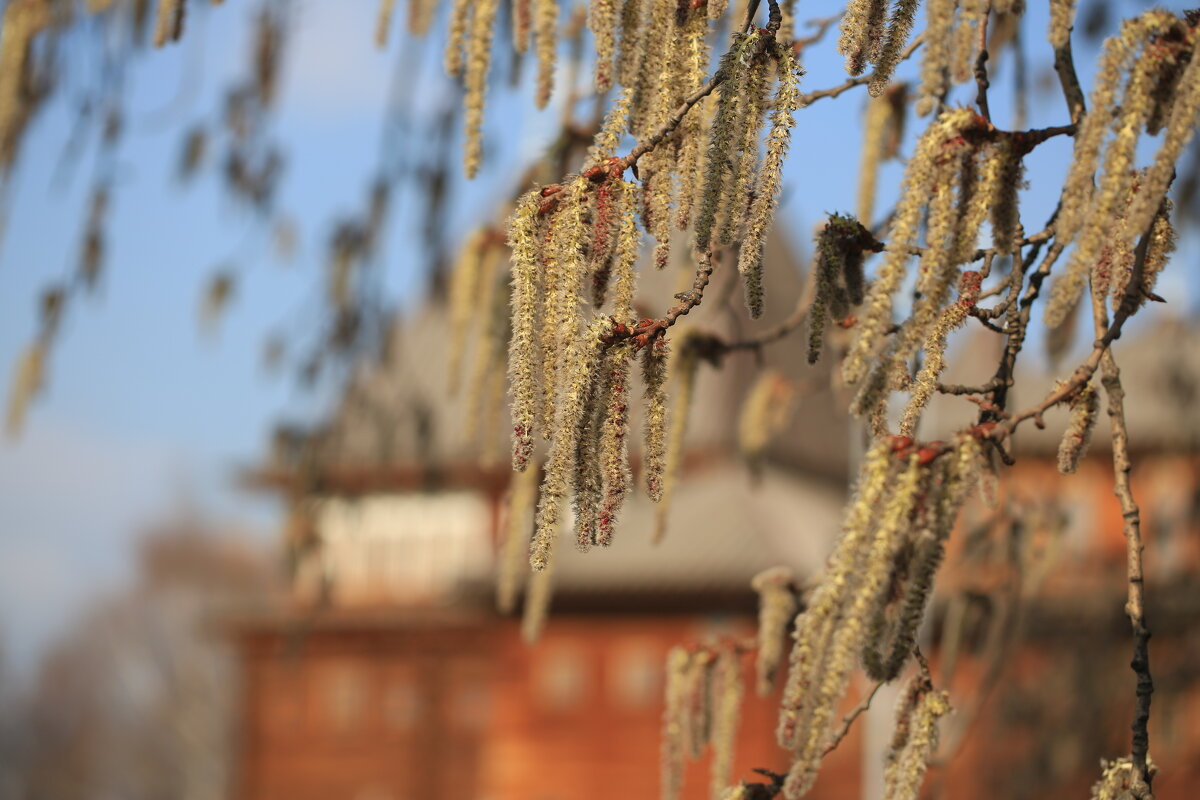 ... - Ninell Nikitina