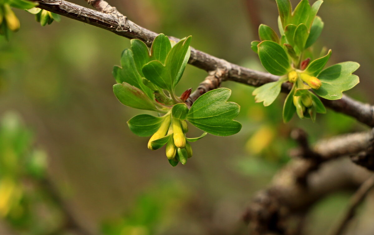 смородина - Игорь Kуленко