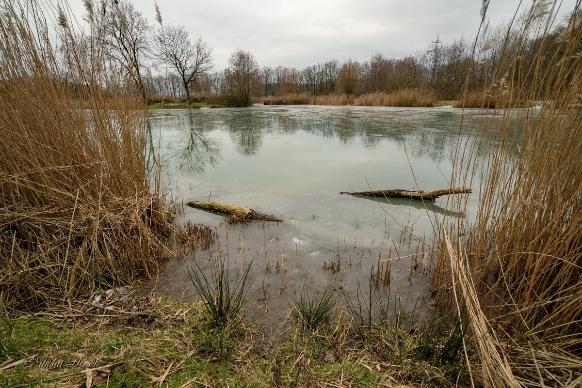 На пруду... - Николай Гирш На пруду... - Николай Гирш