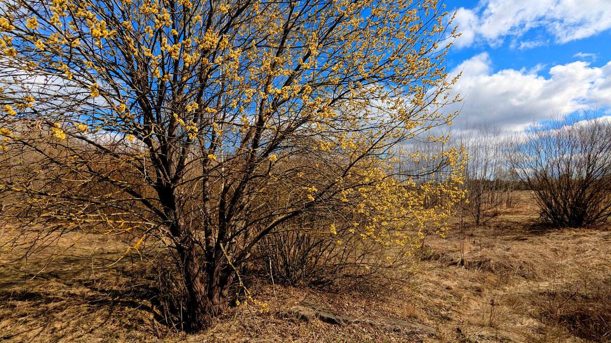 природа конца марта 2 - Александр Прокудин природа конца марта 2 - Александр Прокудин