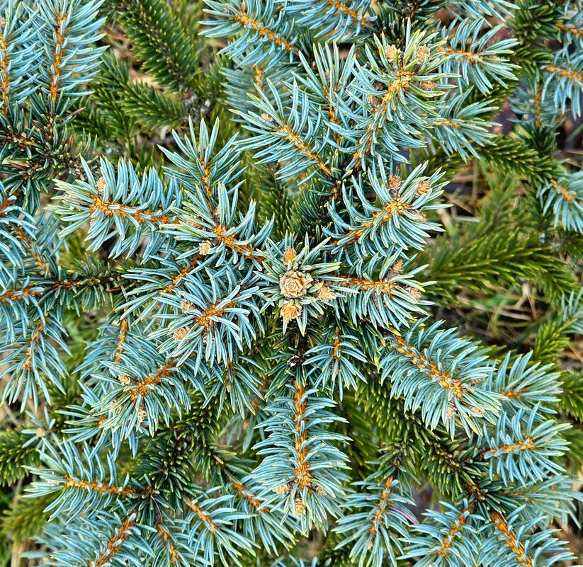 Маленькая голубая красотка - Михаил Свиденцов