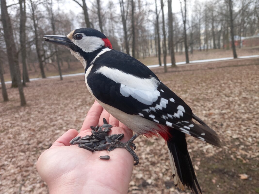 Дятел - Сапсан Дятел - Сапсан