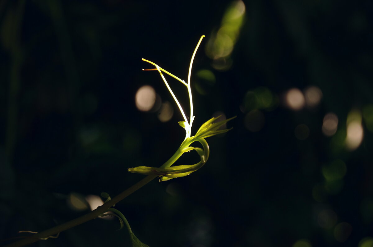 Усик винограда - Сергей Швечков Усик винограда - Сергей Швечков