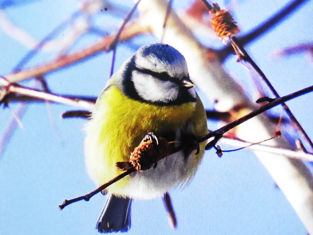 Лазоревка - Людмила Смородинская Лазоревка - Людмила Смородинская