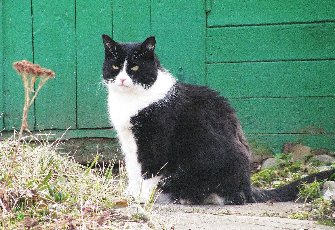 Наблюдатель - Людмила Смородинская Наблюдатель - Людмила Смородинская