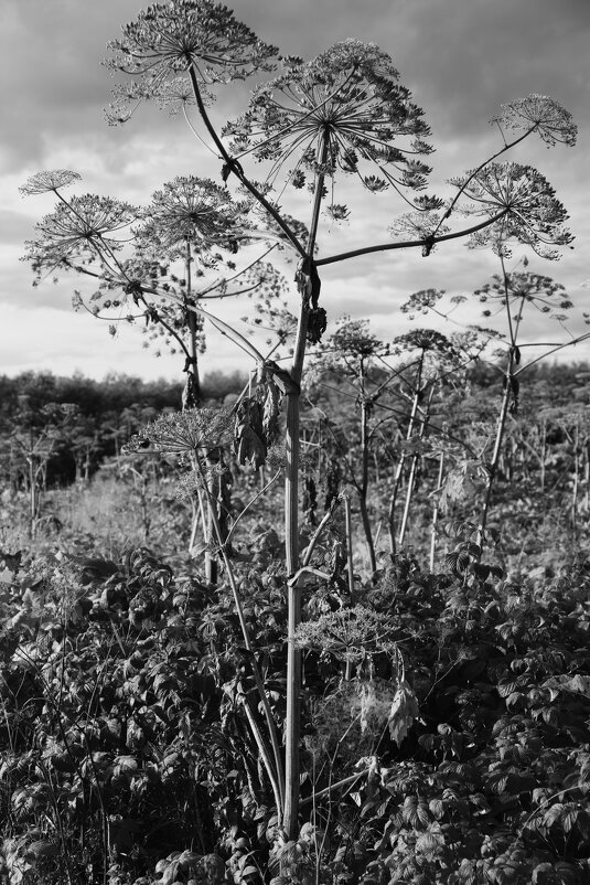 Название отсутствует - Денис Безногов Название отсутствует - Денис Безногов