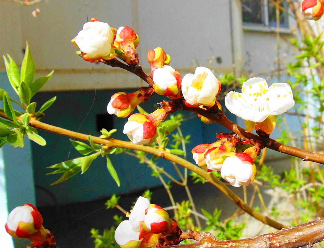 Абрикос - Александр Владимирович Никитенко