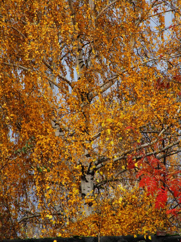 прекрасная осень - Елена Шаламова