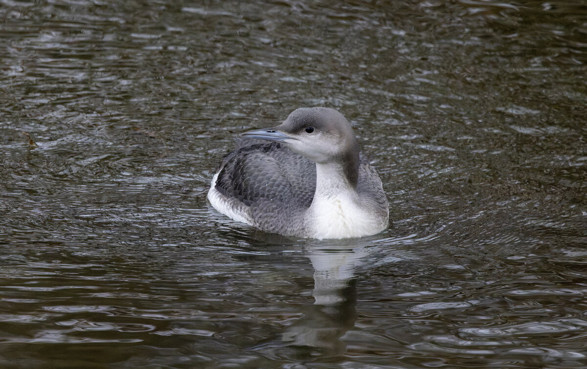 гагара - юрий макаров