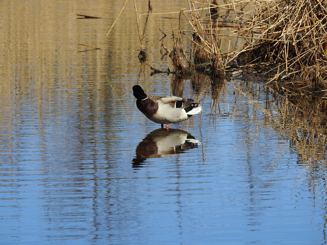 весна.селезень - ИННА ПОРОХОВА весна.селезень - ИННА ПОРОХОВА