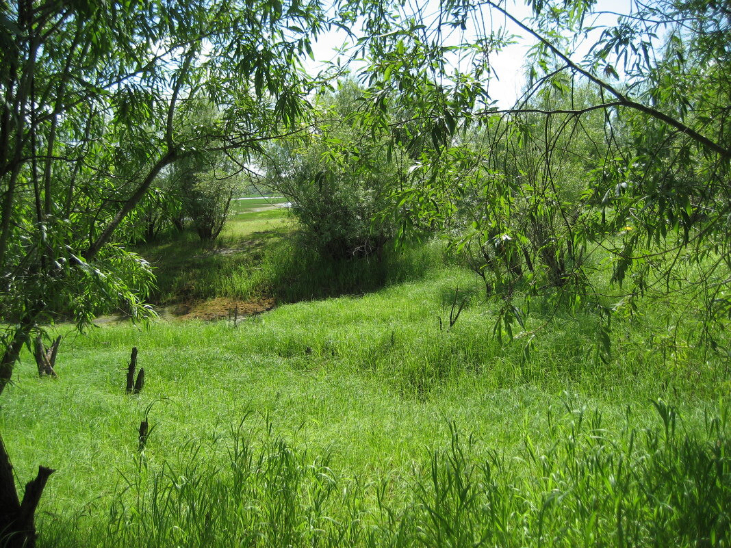 Лето - Anna Ivanova