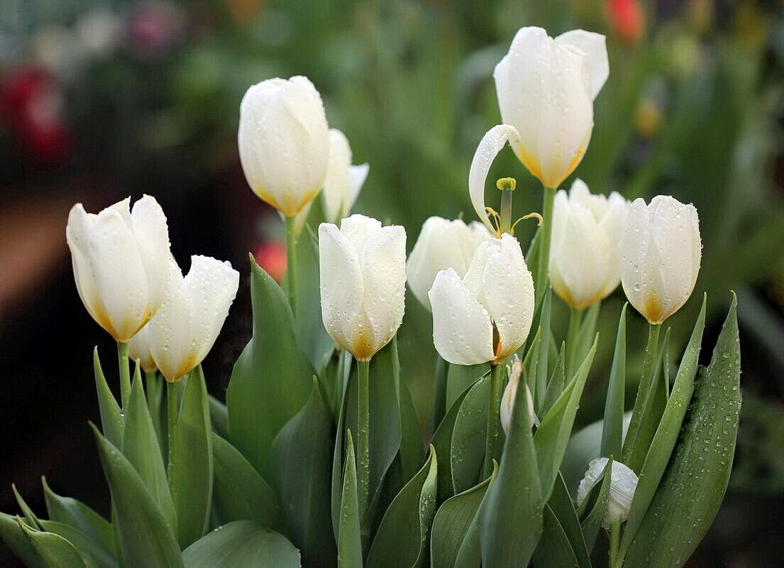 Белая красота - ZNatasha - Белая красота - ZNatasha -