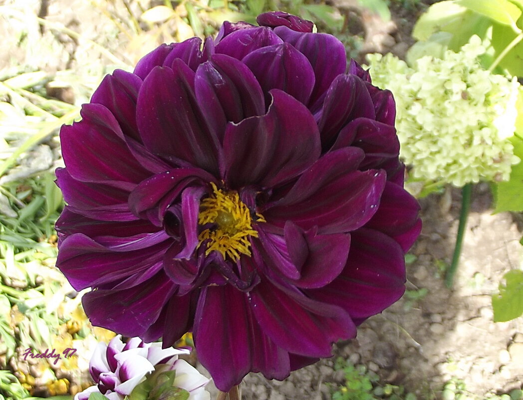 Георгин - Freddy 97