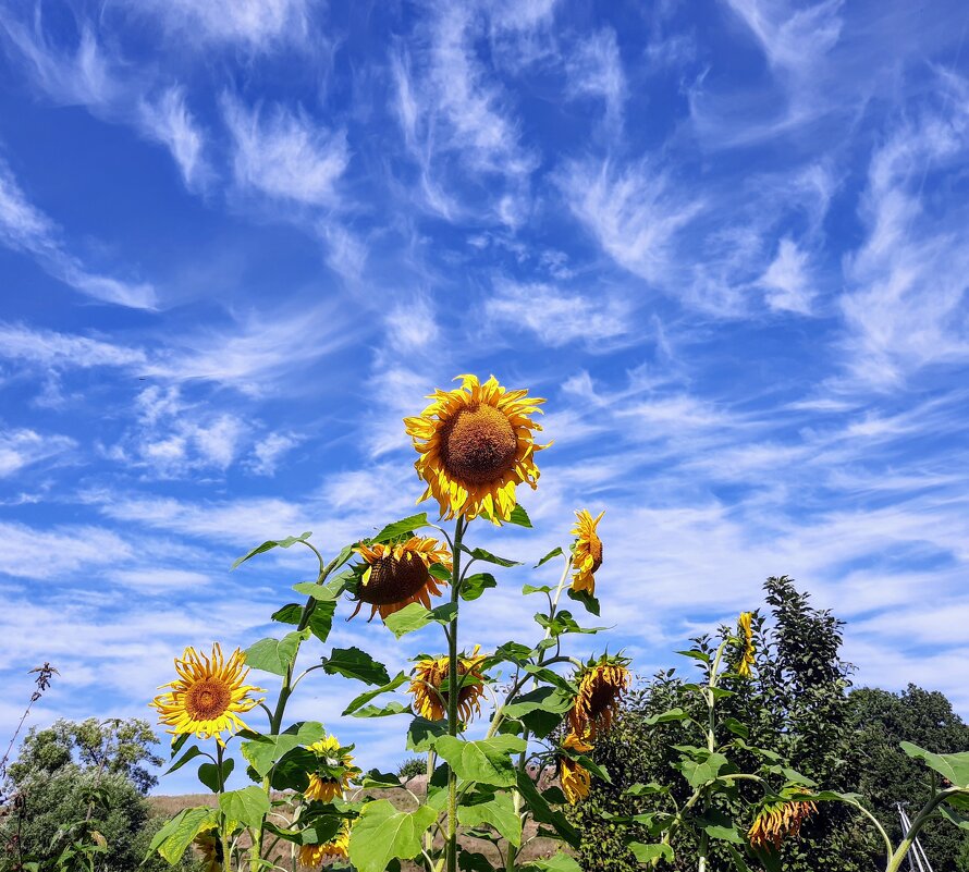 Перистые облака. - жанна нечаева Перистые облака. - жанна нечаева