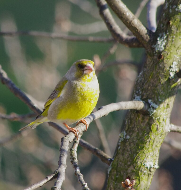 Зеленушка - вечером на дубе :) - Юрий Куликов