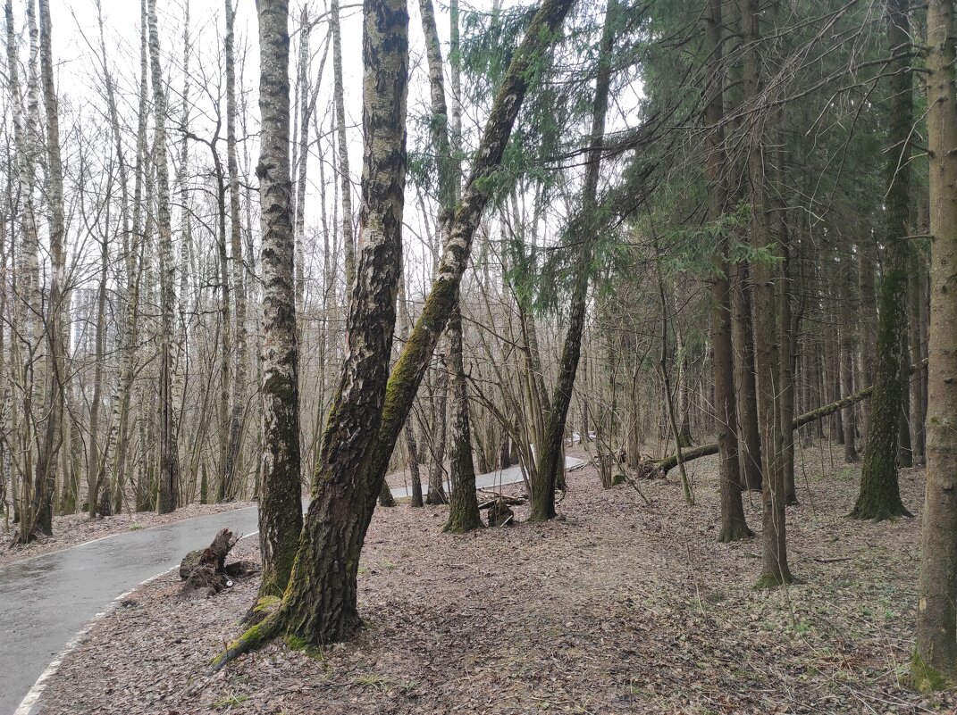 Тихое утро - Игорь Ч.