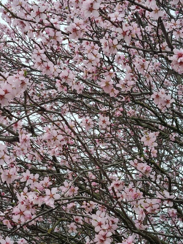 Буйное цветение - Наталья 