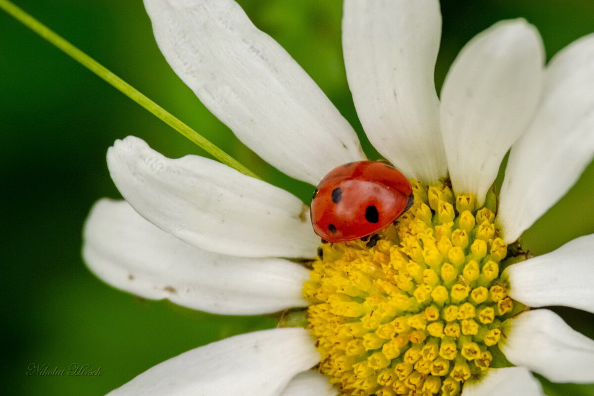 Божья коровка на ромашке... - Николай Гирш