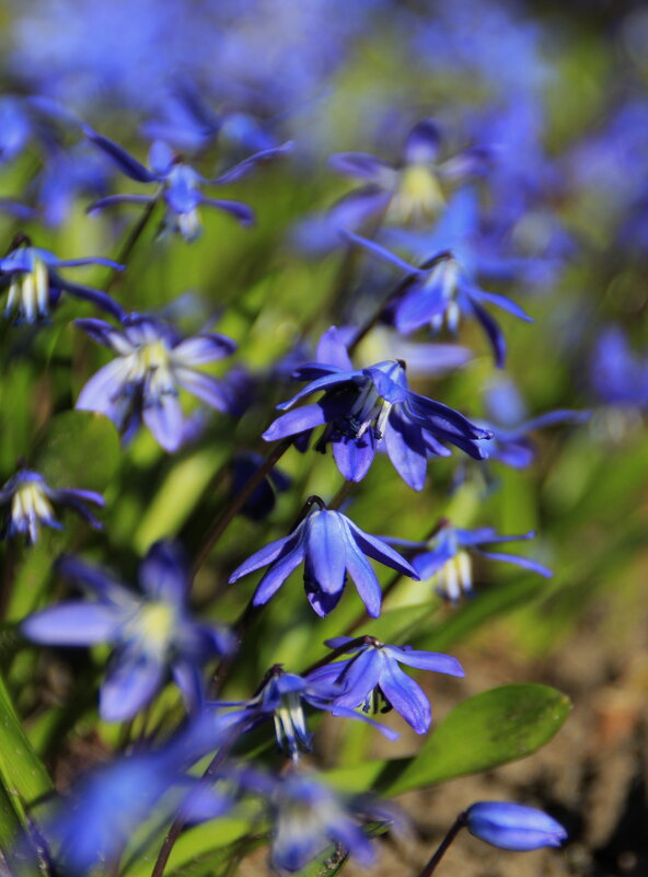 Видом не обманчивы...простотой заманчивы.. - Татьян@ Ивановна