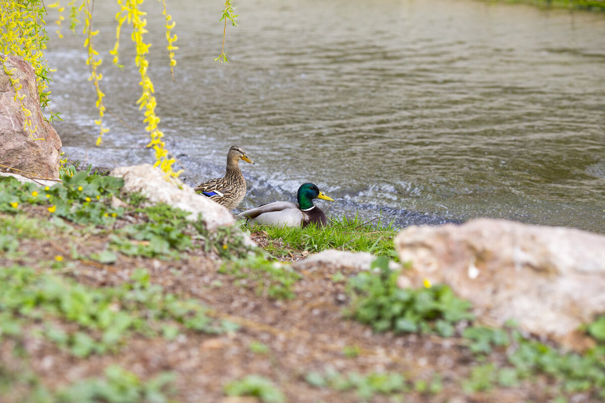 Пара - Светлана Тихонина