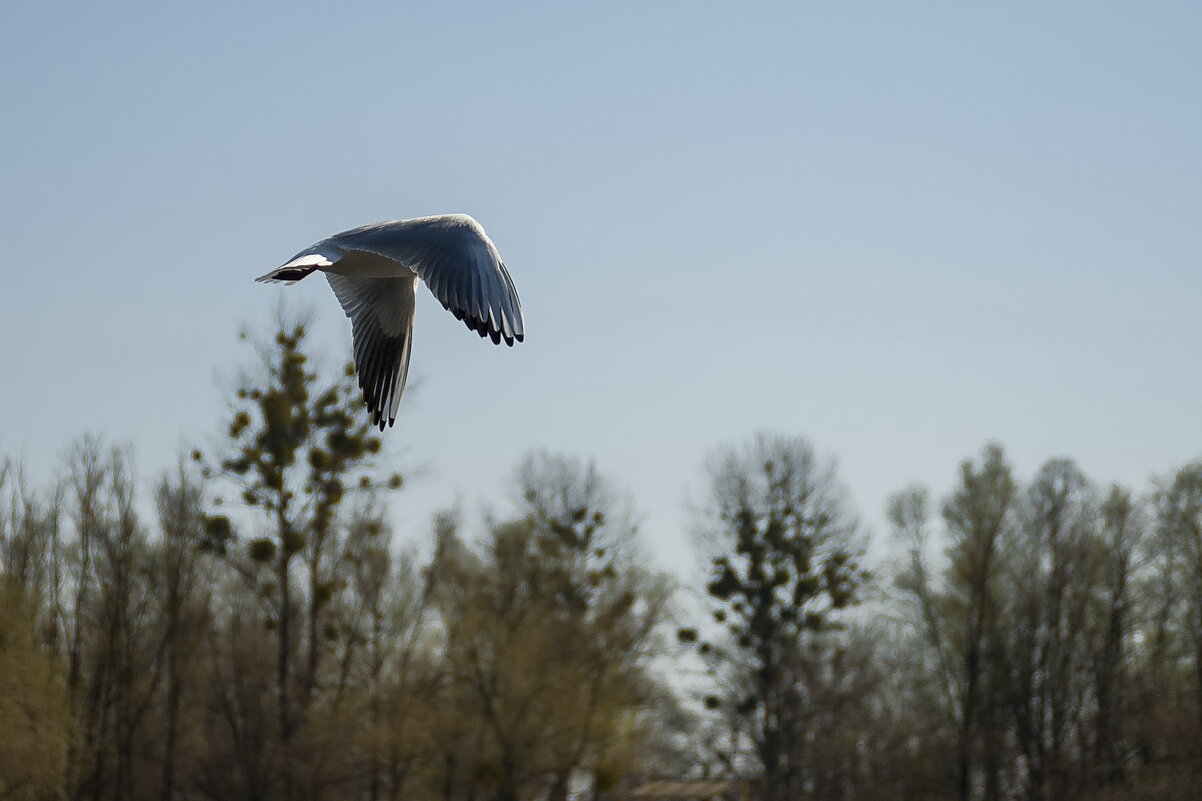 Всё выше и выше... - Елена Пономарева