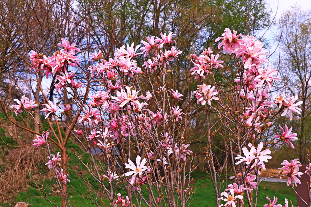 *** - Игорь Kуленко