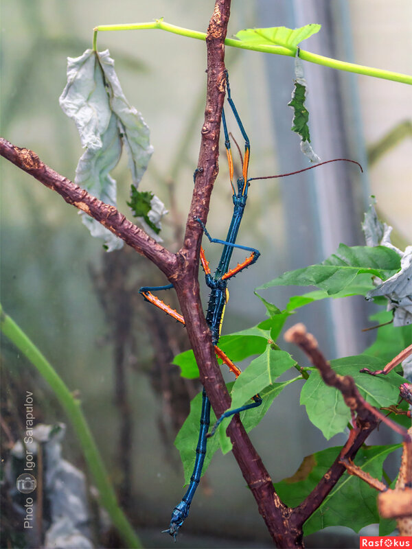 Инопланетный гость - Игорь Сарапулов