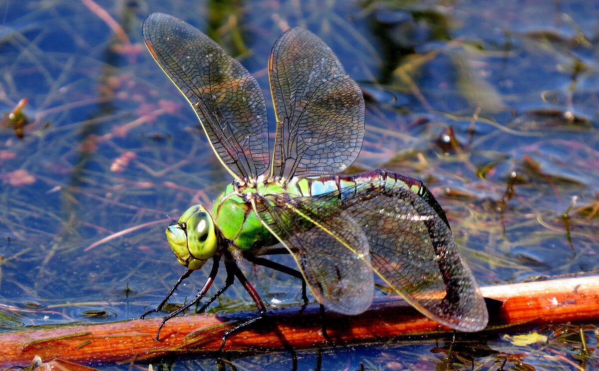 немного про стрекоз 4 - Александр Прокудин немного про стрекоз 4 - Александр Прокудин