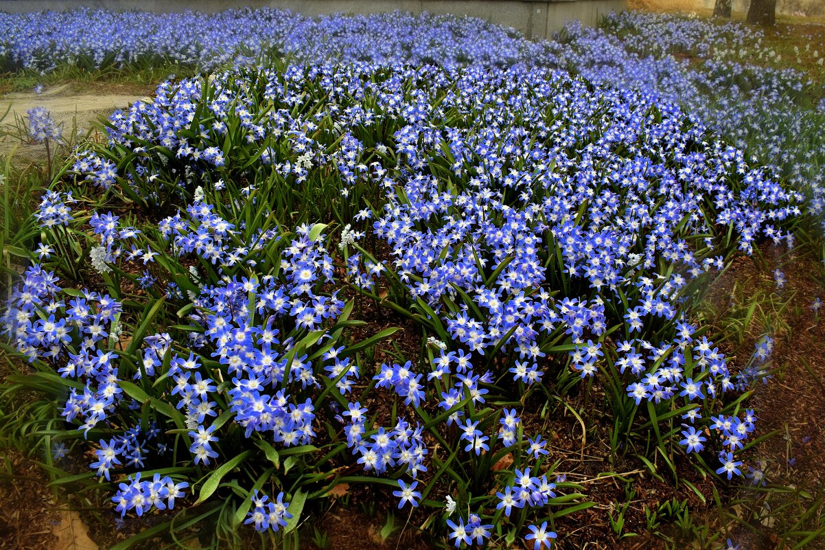 Первоцветы в Зарядье. - Татьяна Помогалова Первоцветы в Зарядье. - Татьяна Помогалова