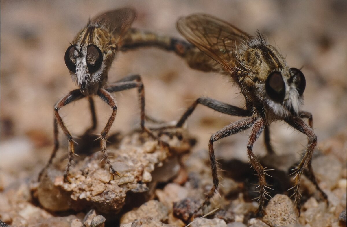 Спаривание хищной мухи - Ольга 