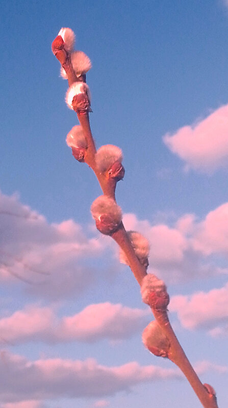 Верба - Сергей Кочнев