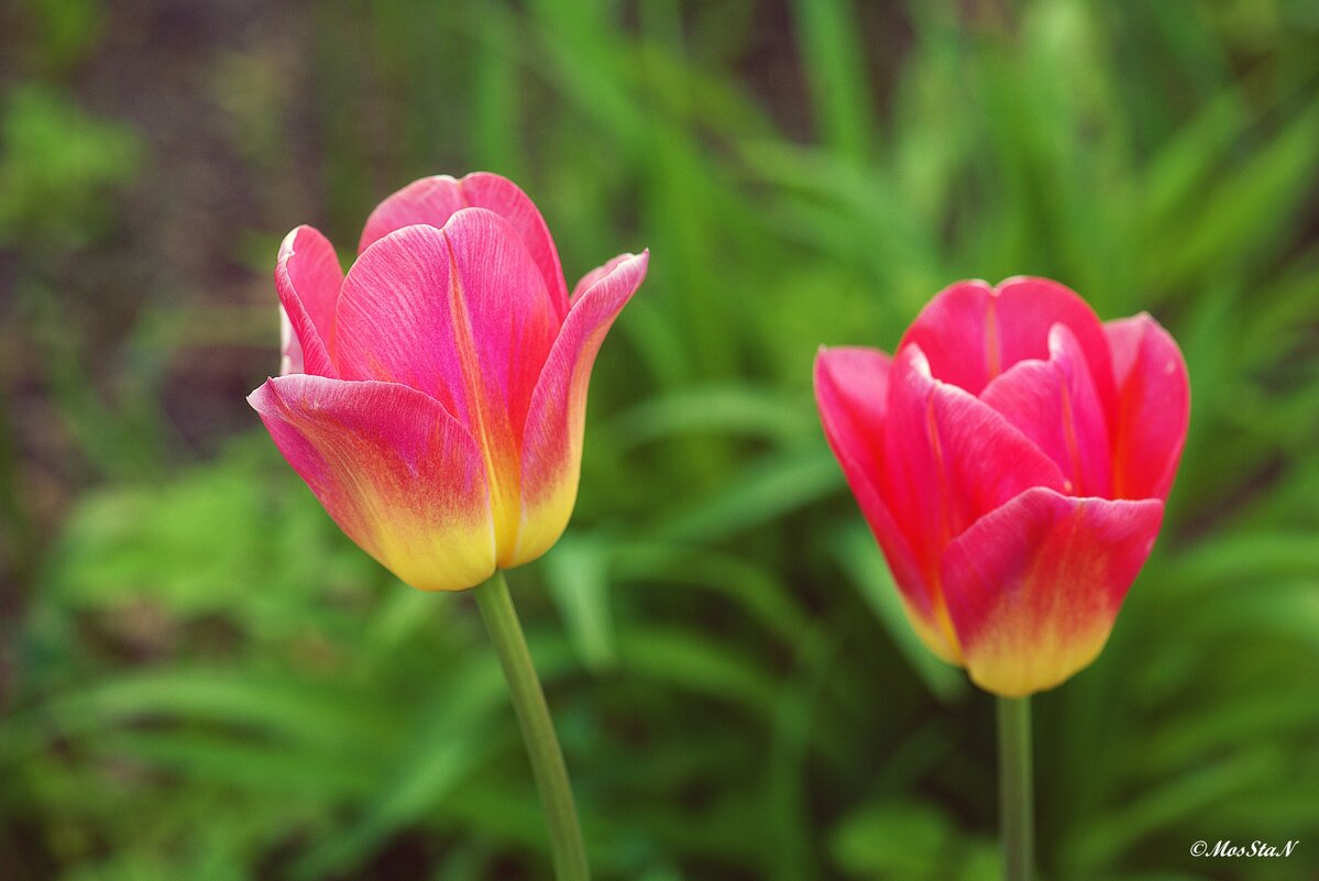 Тюльпанчики - Stanislav Zanegin Тюльпанчики - Stanislav Zanegin