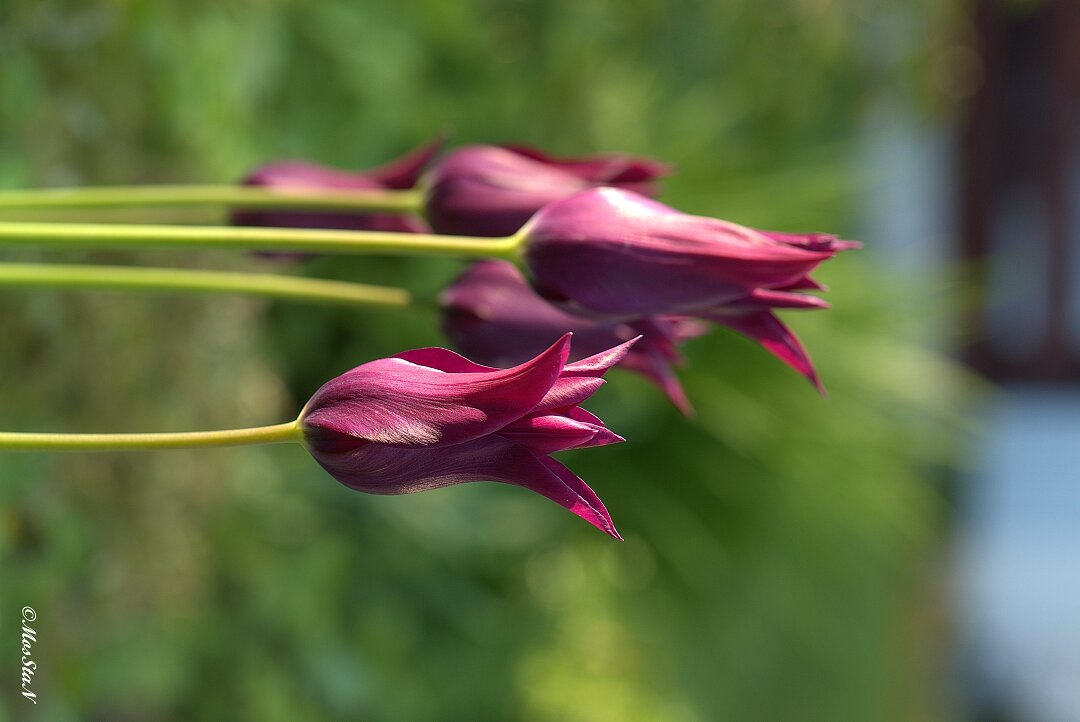 Лилейные - Stanislav Zanegin Лилейные - Stanislav Zanegin