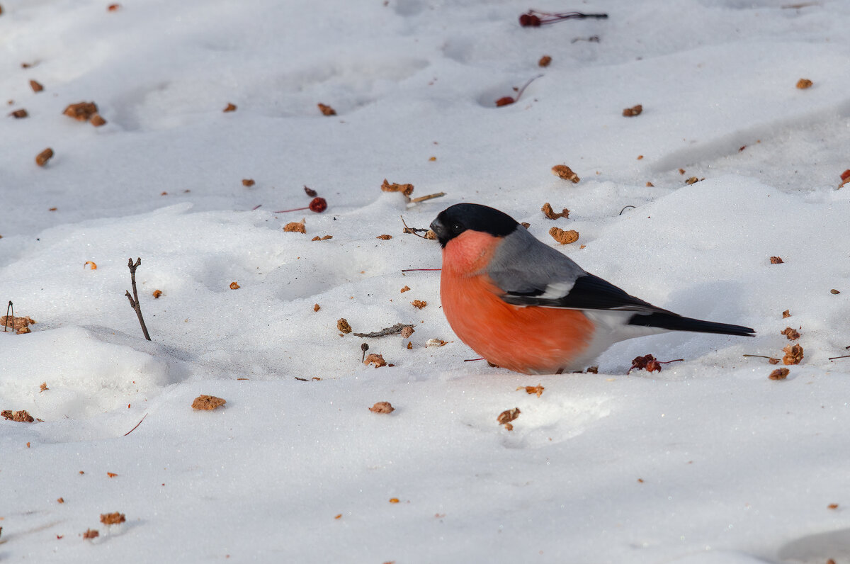 Снегирь. - Виктор Иванович Чернюк