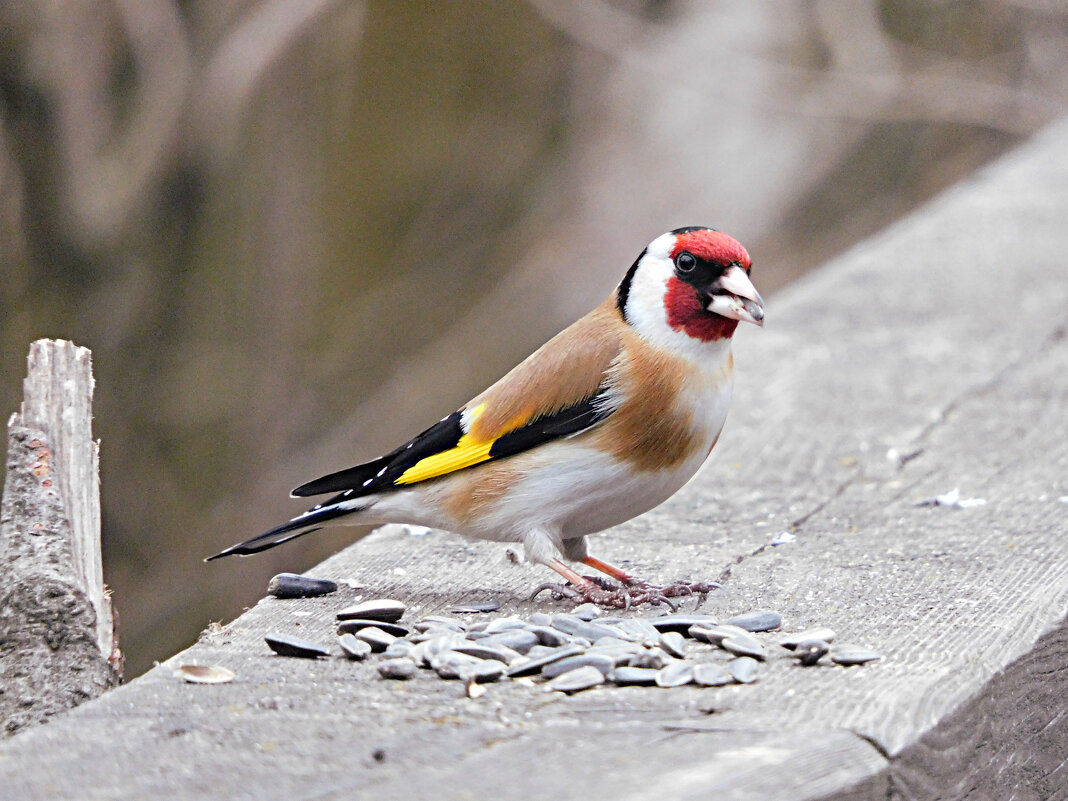 Щегол - Лина Щегол - Лина