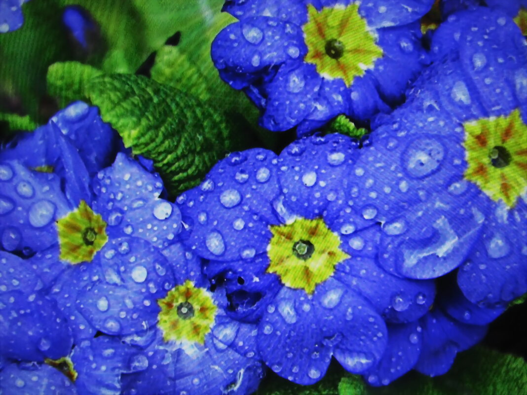 После дождя - Людмила Смородинская После дождя - Людмила Смородинская