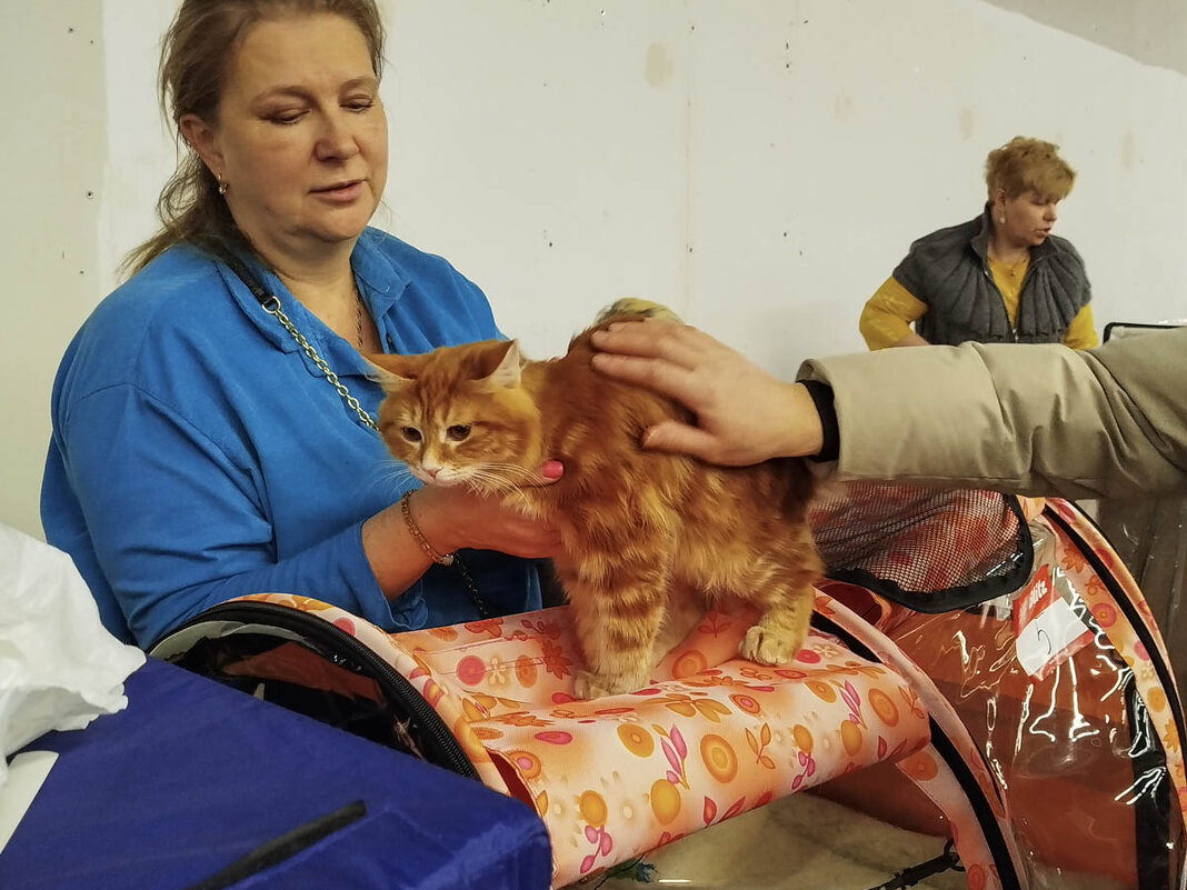 ГАГАРИНСКИЕ_КОШКИ_25 - Сергей Янович Микк