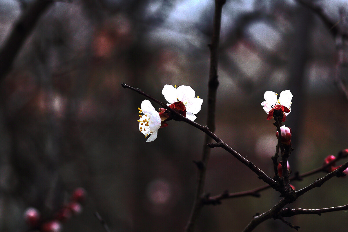 Абрикосы цветут - Юрий Гайворонскiий