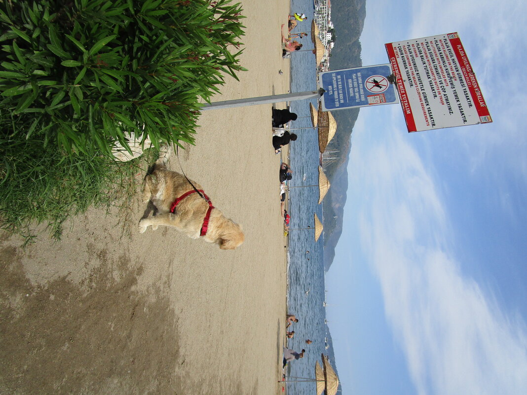 Я тоже,вообще-то, хочу в море поплавать - Елена Шаламова Я тоже,вообще-то, хочу в море поплавать - Елена Шаламова