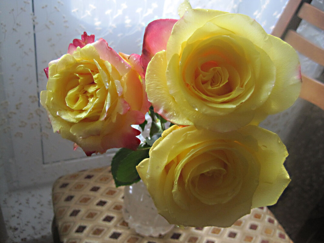 Солнечные - Елена Семигина