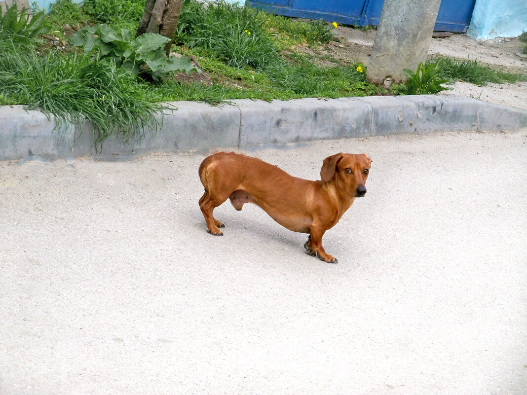 Такса - Валентин Семчишин Такса - Валентин Семчишин