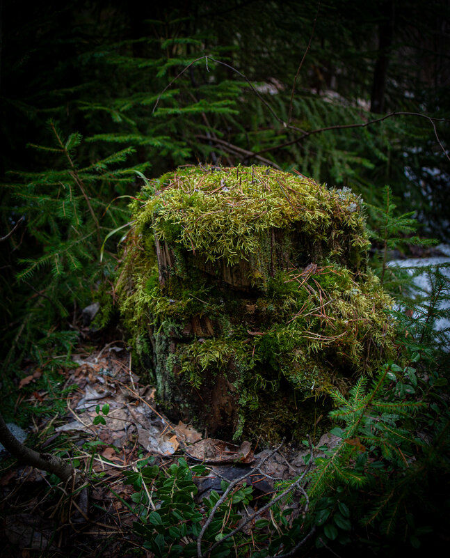 Лес в парке.. - Светлана Мишенёва Лес в парке.. - Светлана Мишенёва