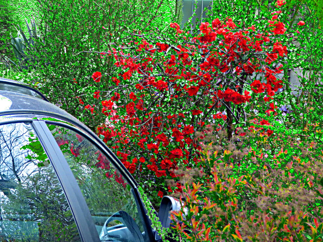 НА ДАЧЕ И МАШИНА ЗАЦВЕТЕТ - Елена Куприянова НА ДАЧЕ И МАШИНА ЗАЦВЕТЕТ - Елена Куприянова