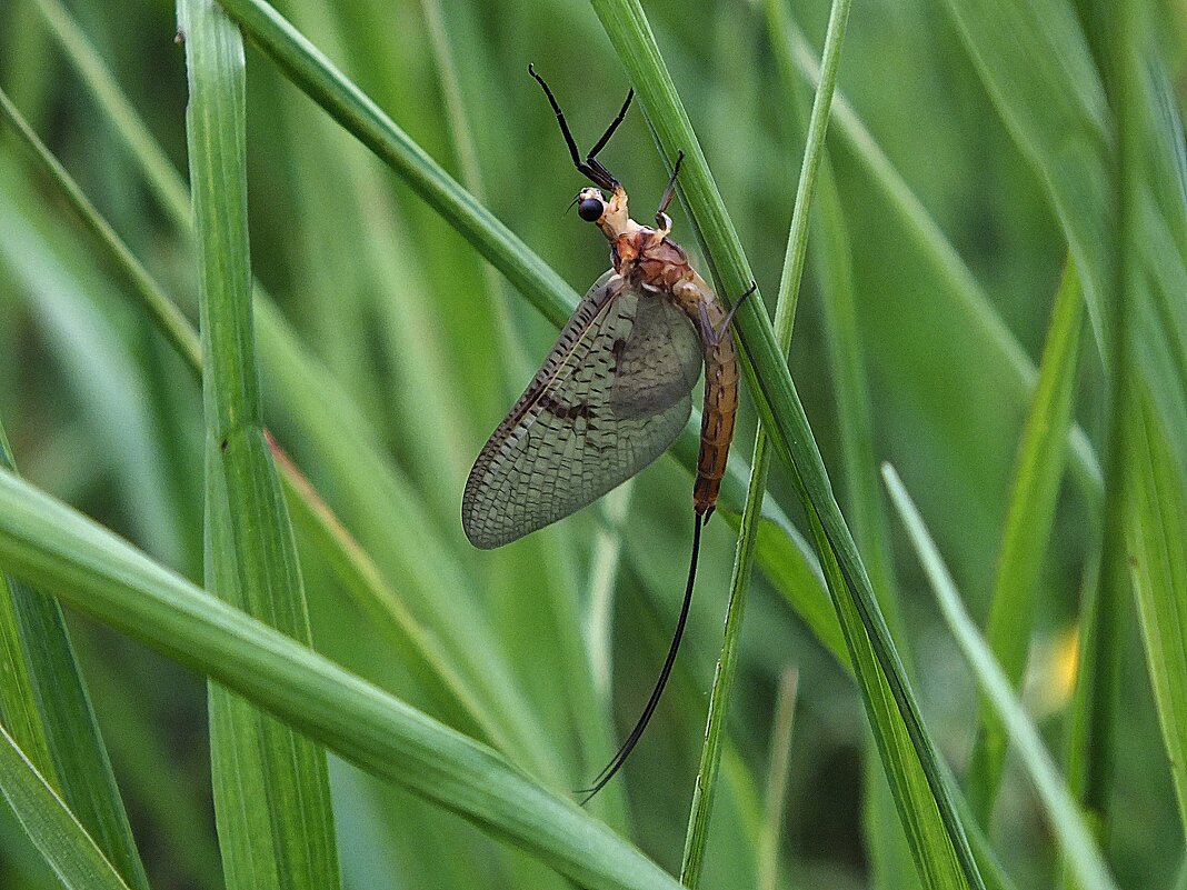 ** - Зоя Мишина