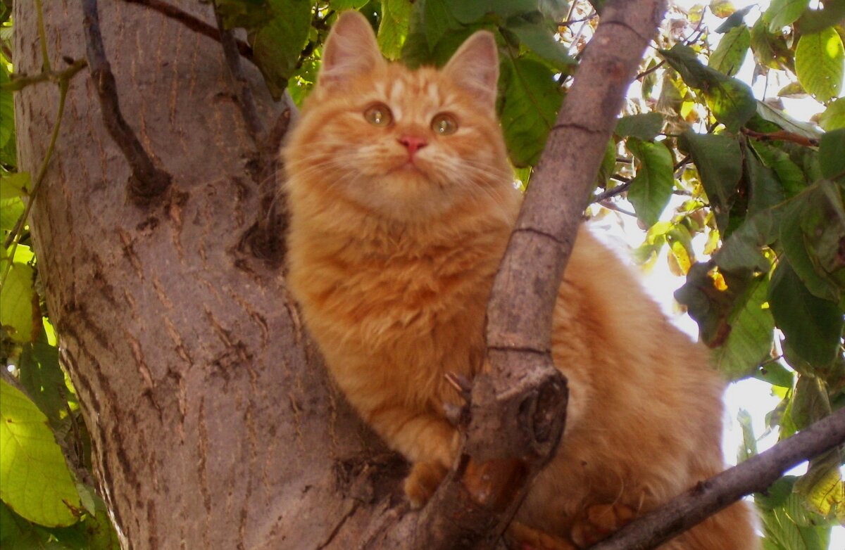 Улыбчивый кот - Татьяна Р Улыбчивый кот - Татьяна Р